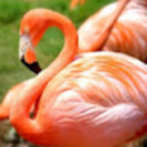 Meet your Posher, Christie